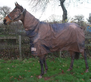 Rug Prior to washing